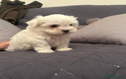 Bichón Maltés perros en venta: Bichon maltés  - Imagen 2