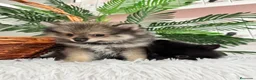 Pomerania perros en venta: POMERANIA  - Anuncio 24