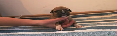 American Staffordshire-Terrier Cachorro 2