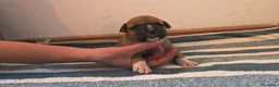American Staffordshire-Terrier perros en venta: American staffordshire Terrier  - Anuncio 3