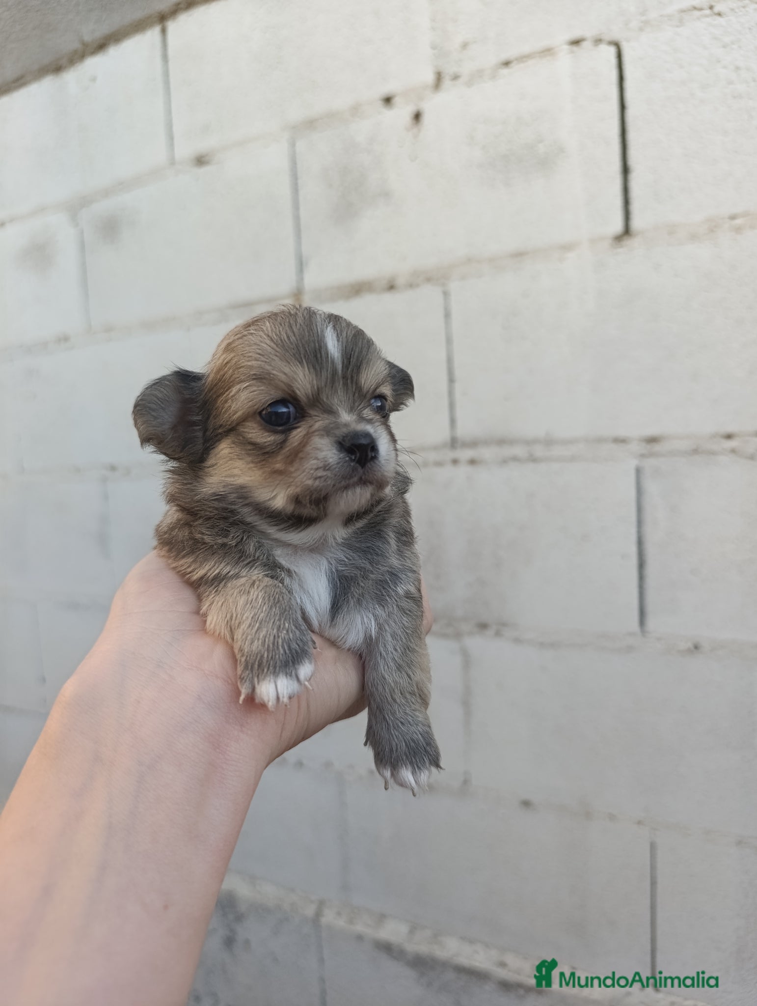 Chihuahua perros en venta: Chihuahuas - Anuncio 4