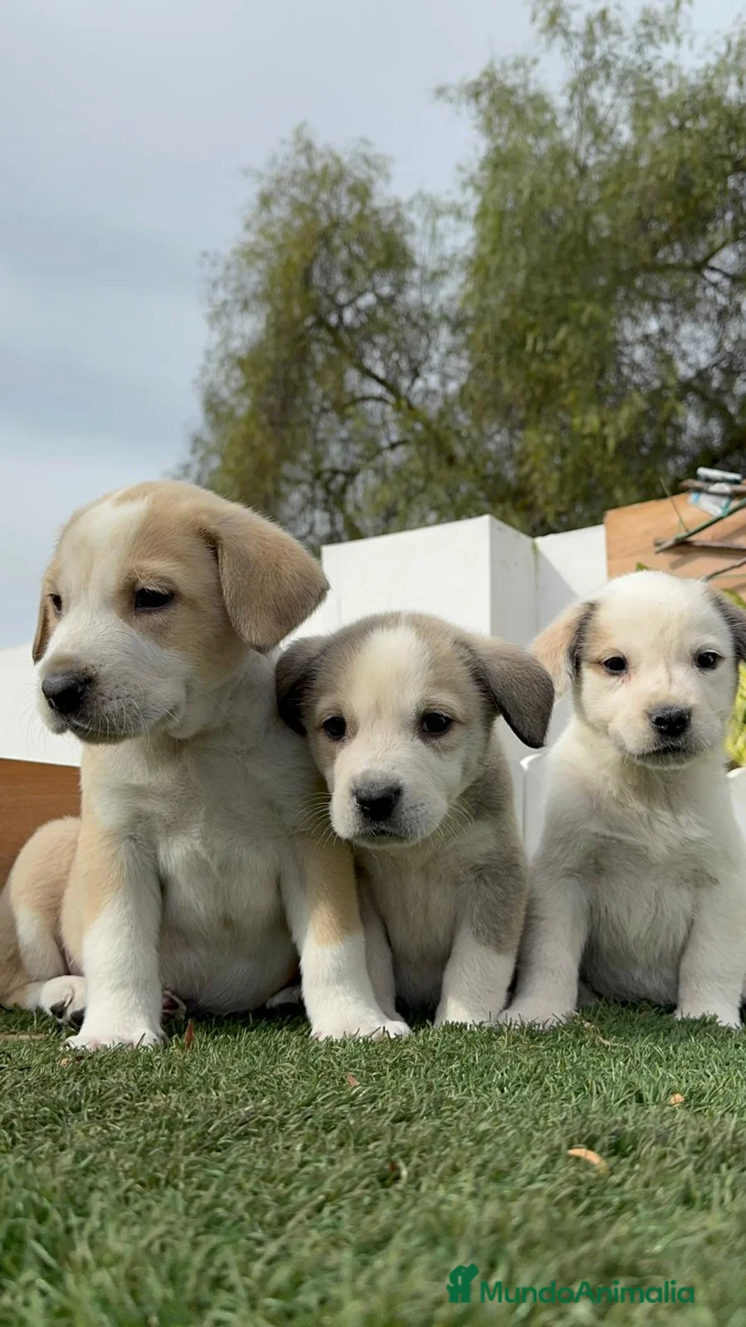 Mastín Español perros en venta: MASTIN ESPAÑOL HEMBRAS - Anuncio 16
