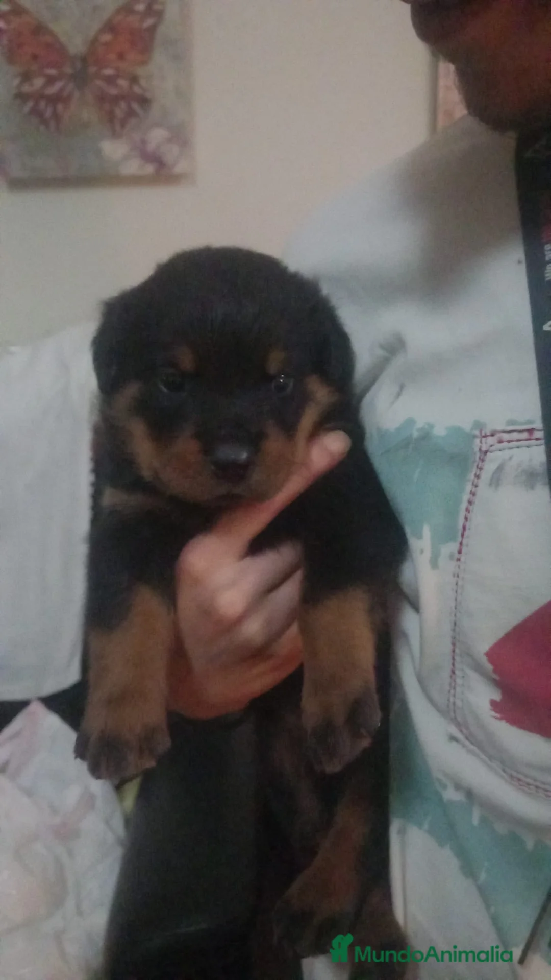 Rottweiler perros en venta: Último rotweiller para entregar ya! - Anuncio 2