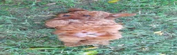 Caniche Toy perros en venta: Cachorro de Caniche Toy Leonado (Rojo/Apricot) - Anuncio 3
