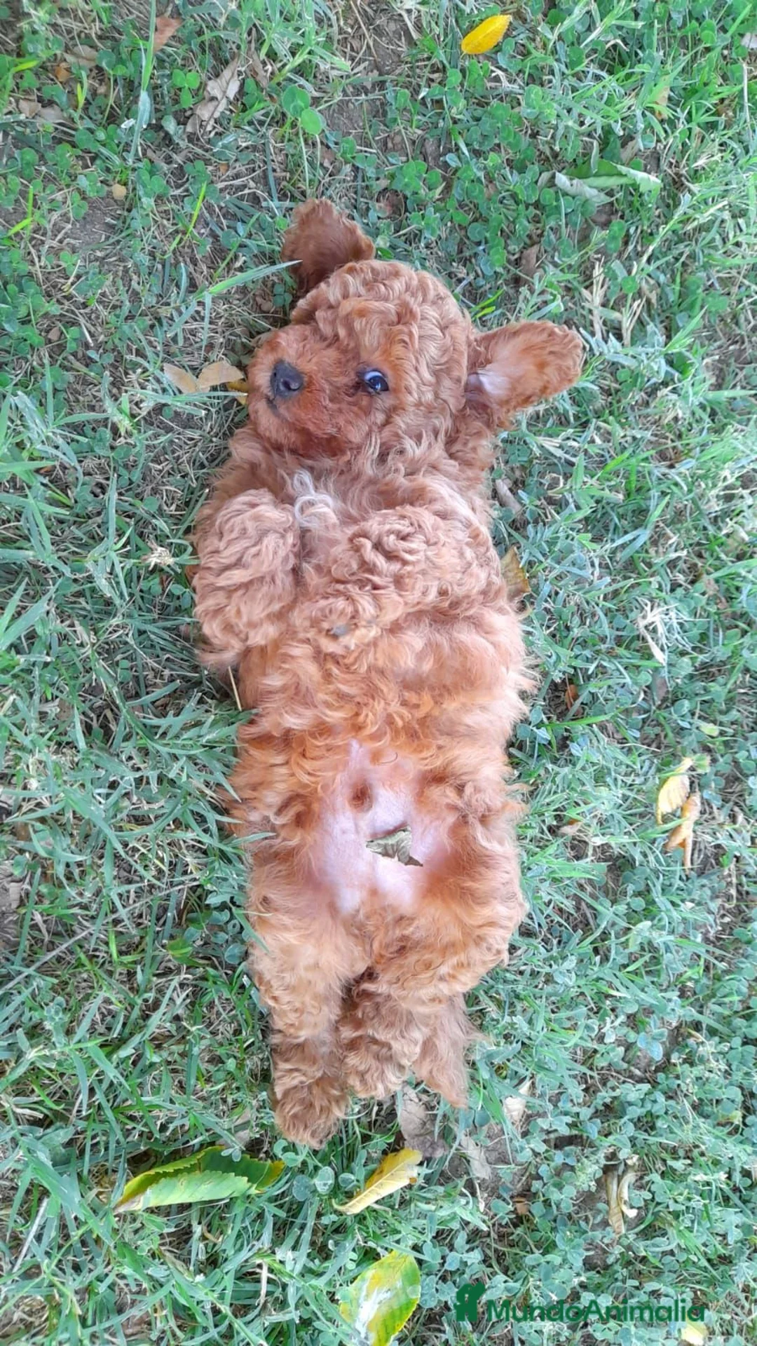 Caniche Toy perros en venta: Cachorro de Caniche Toy Leonado (Rojo/Apricot) - Anuncio 3