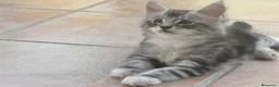 Maine Coon gatos en venta: Preciosa camada de cachorros Maine coon  - Anuncio 12