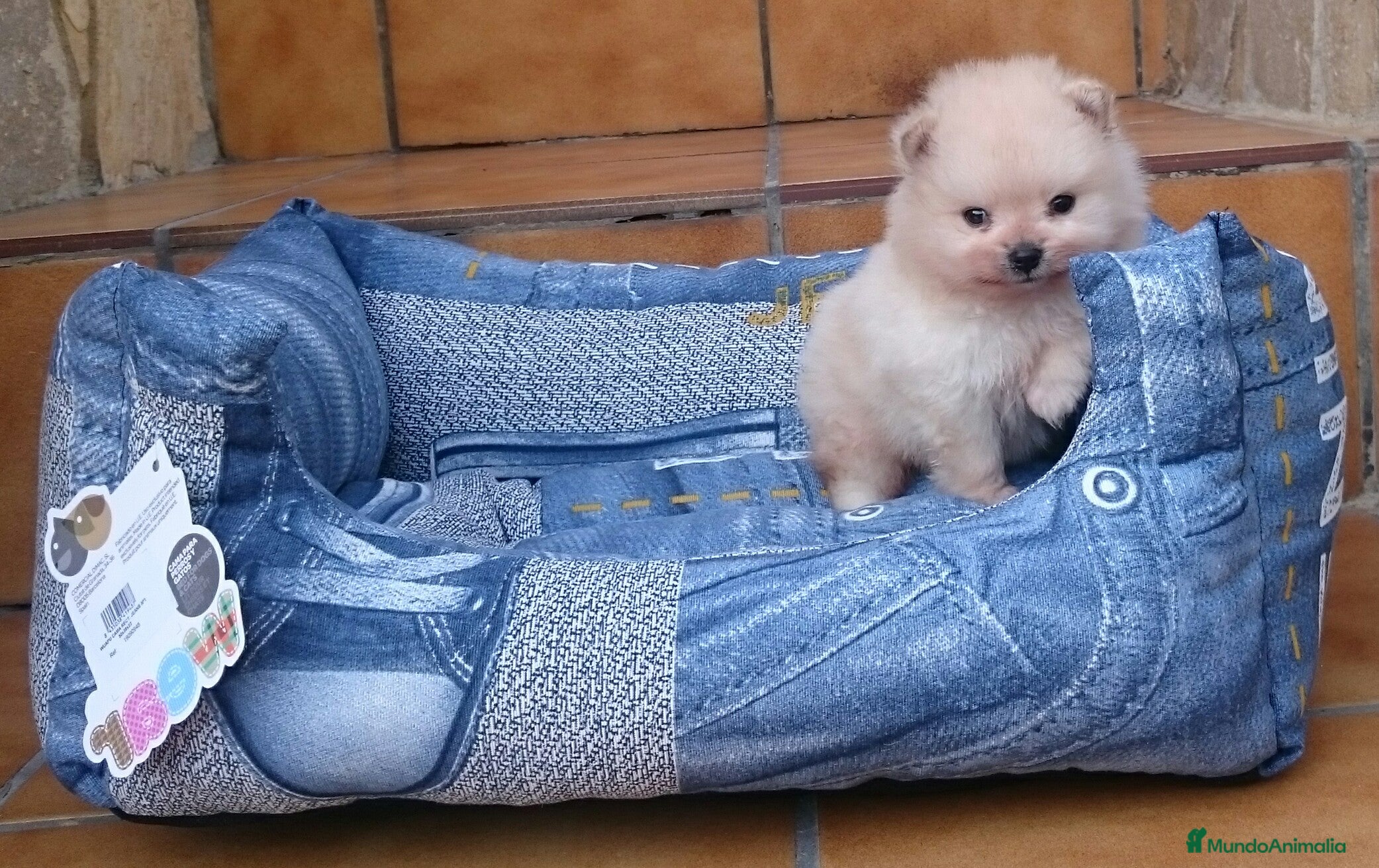 Pomerania perros Cachorros de Lulú de Pomerania en Barcelona - Anuncio 16