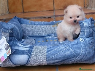 Pomerania perros en Barcelona - Anuncio 25