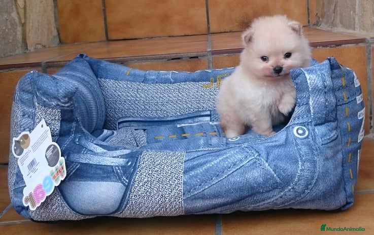 Pomerania perros en Barcelona - Anuncio 12
