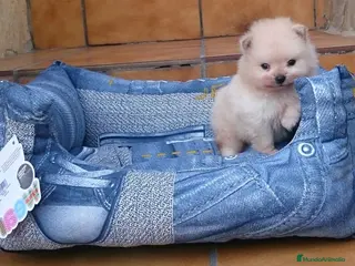 Pomerania perros Cachorros de Lulú de Pomerania en Barcelona - Anuncio 33