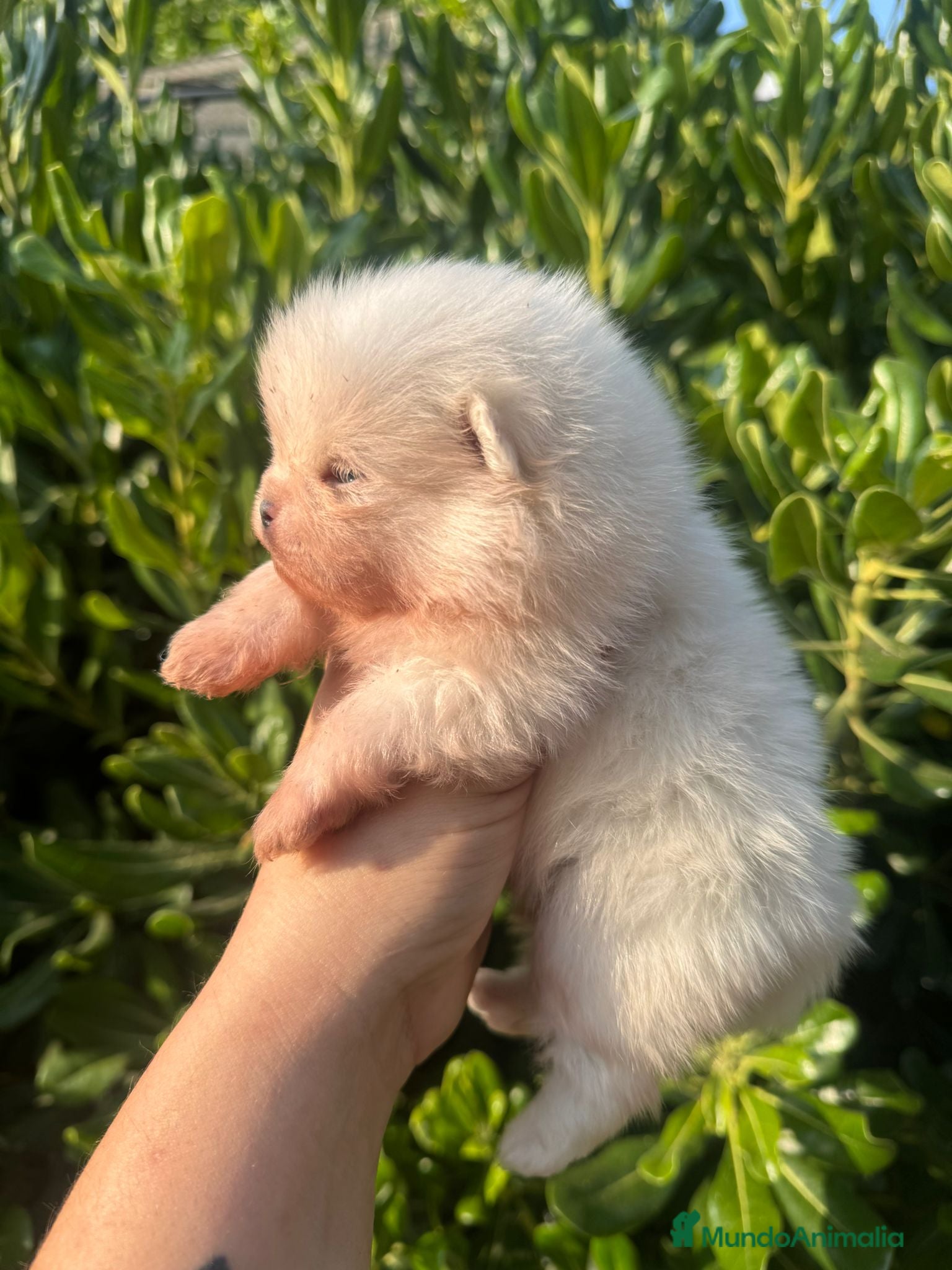 Pomerania perros AUTENTICOS POMERANIAS - Anuncio 2