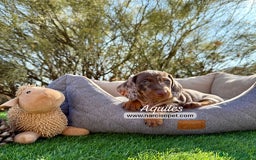 Teckel Miniatura perros en venta: TECKEL ARLEQUIN CHOCOLATE - Imagen 2