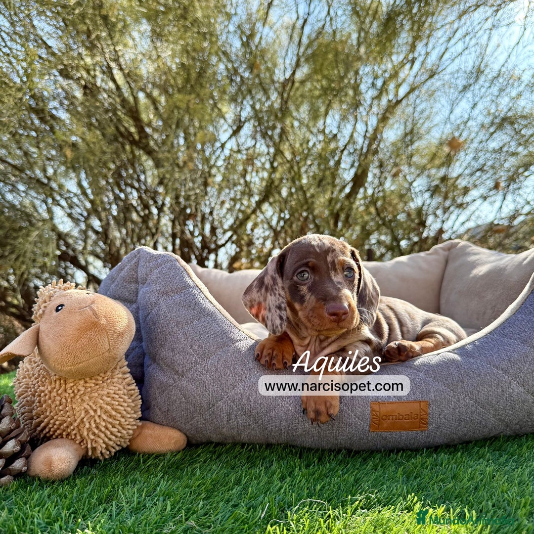 Teckel Miniatura perros en venta: TECKEL ARLEQUIN CHOCOLATE - Imagen 2