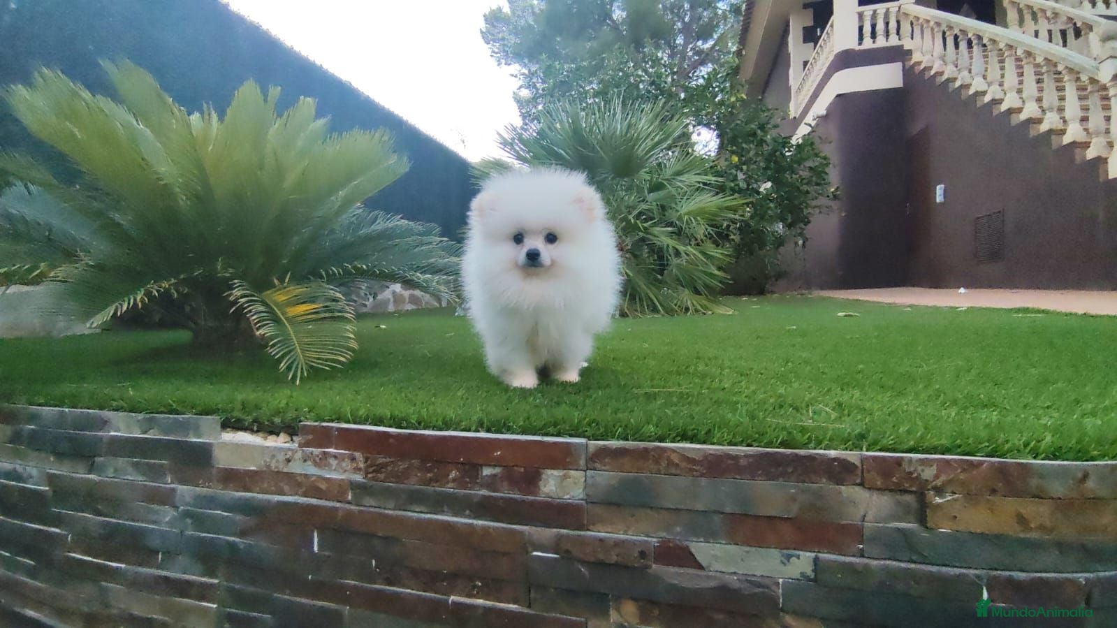 Pomerania perros lulu de pomerania - Anuncio 1