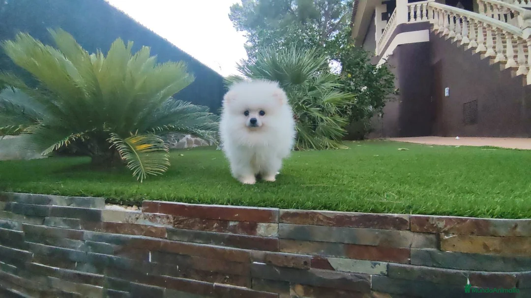 Pomerania perros en venta: lulu de pomerania - Anuncio 1