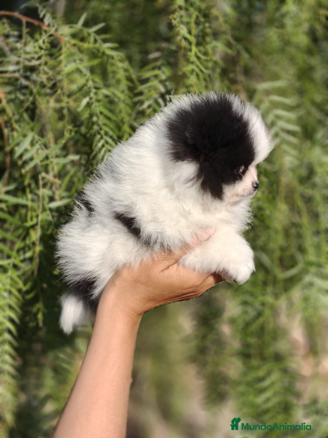 Pomerania perros en venta: Pomerania Blanco y Negro línea rusa  - Imagen 10