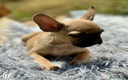 Bulldog Francés perros en venta: Bulldog francés fawn - Imagen 2