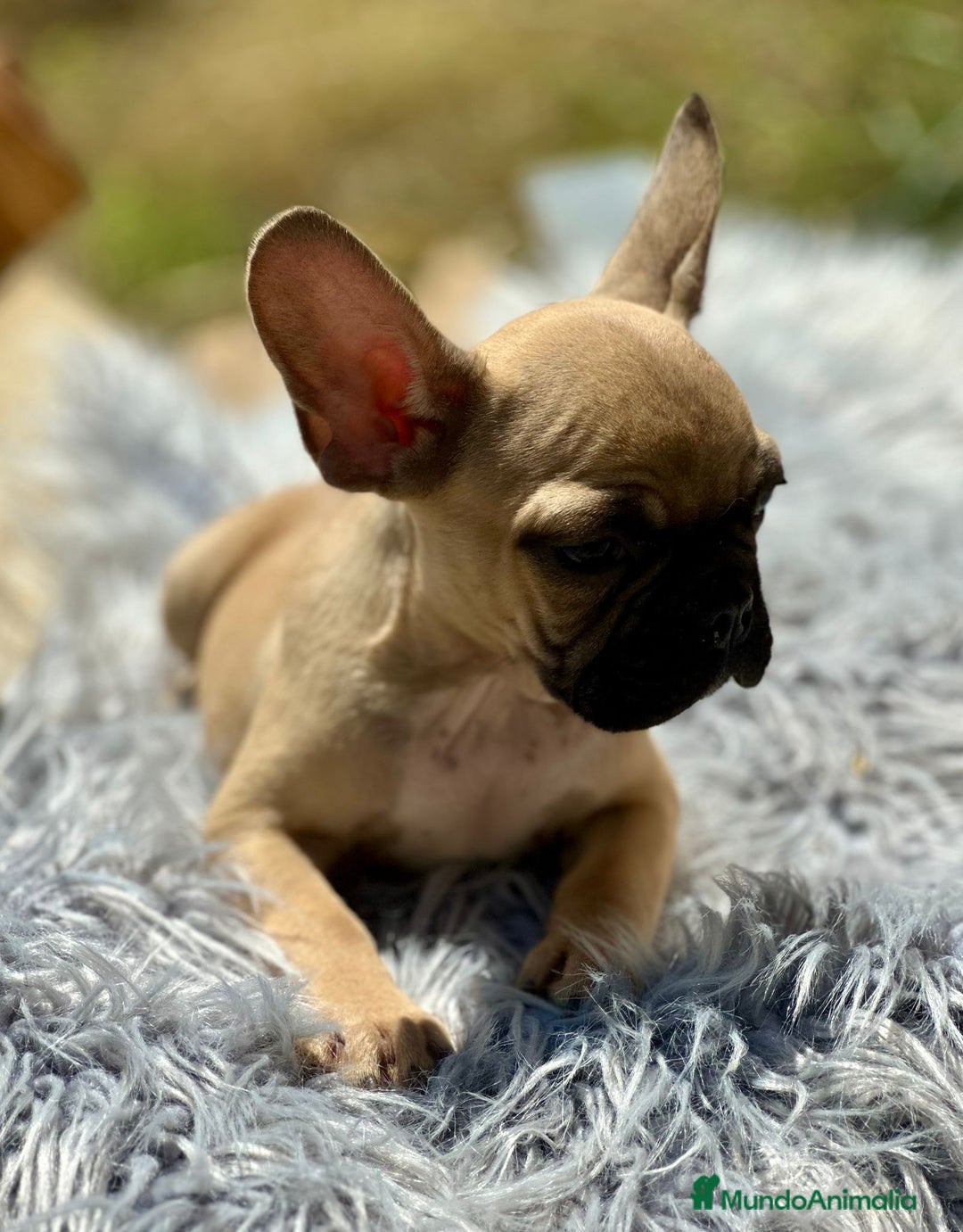 Bulldog Francés perros en venta: Bulldog francés fawn - Imagen 2