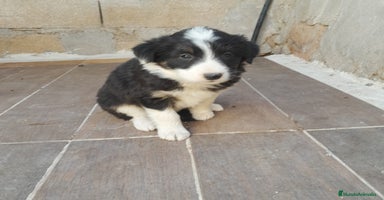 Border Collie perros - Anuncio 3