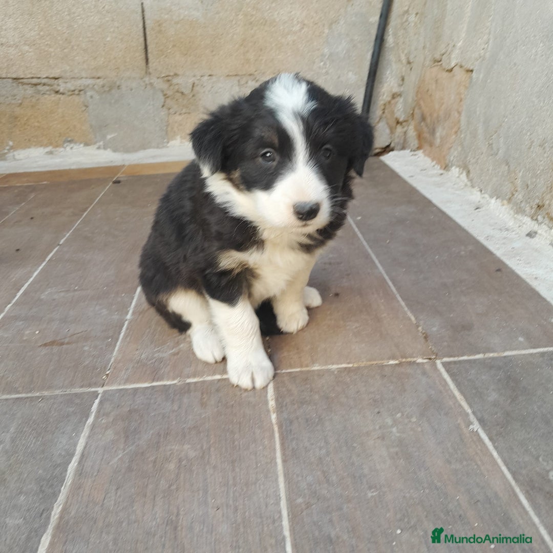 Border Collie perros en venta: BORDER COLLIE SABLE - Imagen 2