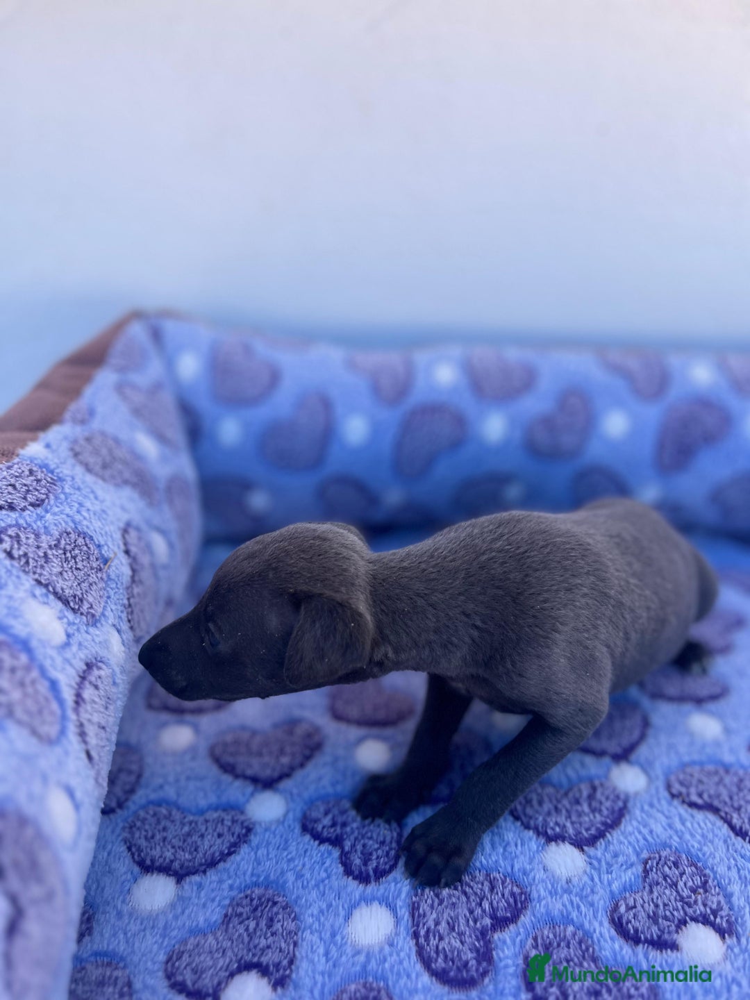 Whippet perros en venta: Whippet blue  - Imagen 21
