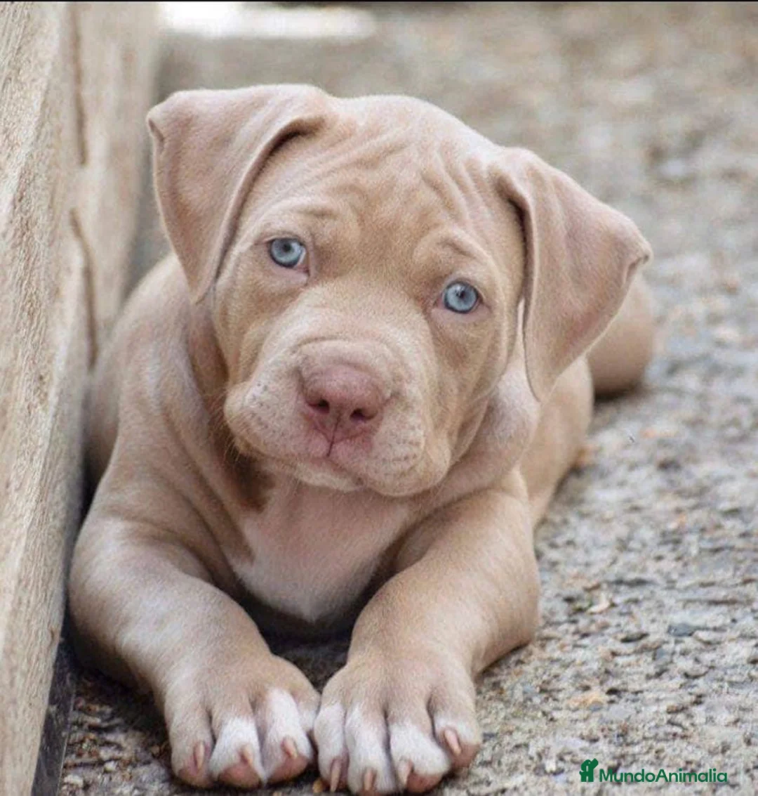 American Pit Bull Terrier perros en venta: CRIADORES AMERICAN PITBULL en Sevilla - Anuncio 3