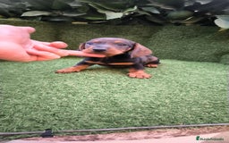 Teckel Miniatura perros en venta: teckel arlequín bronce  - Imagen 6