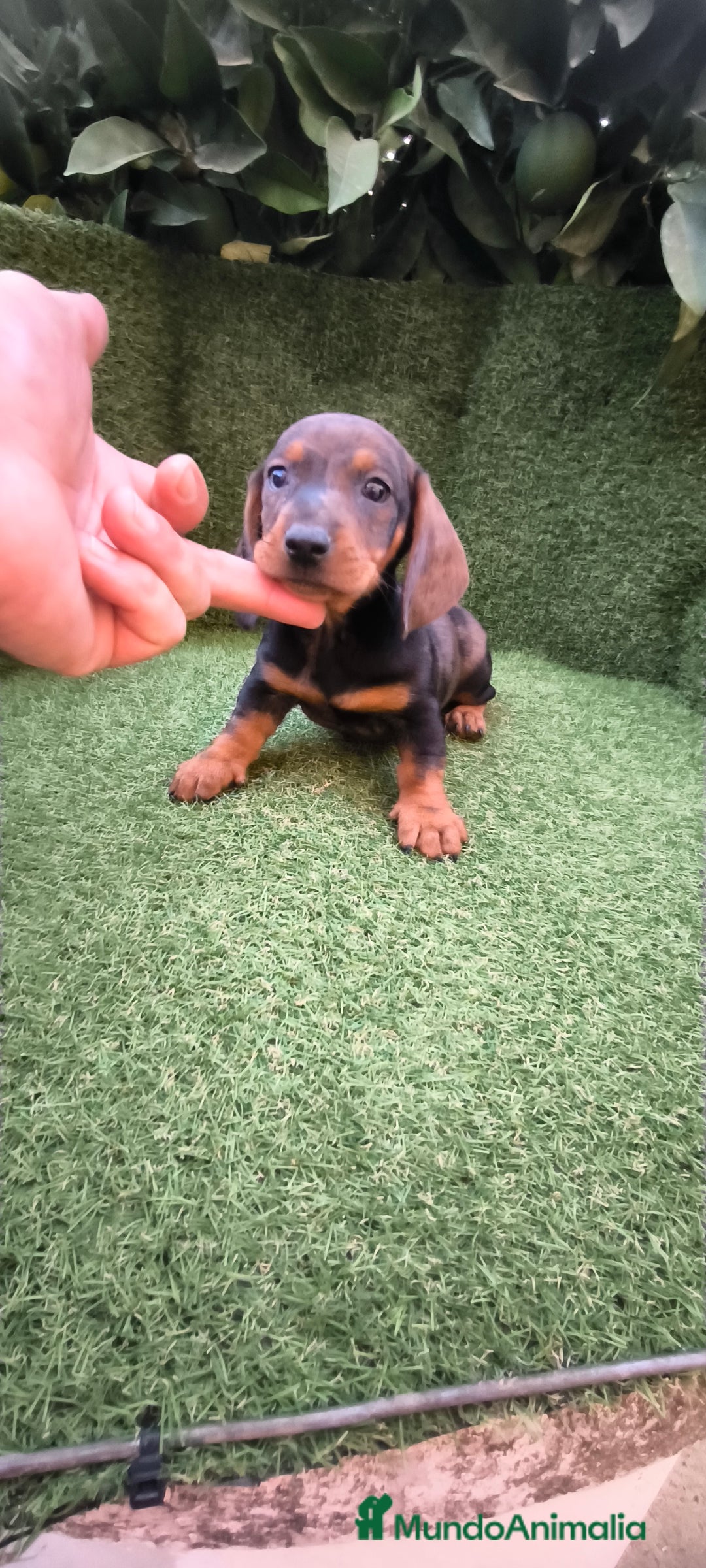Teckel Miniatura perros en venta: teckel arlequín bronce  - Imagen 6