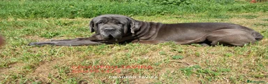 Mastín Napolitano Cachorro 2