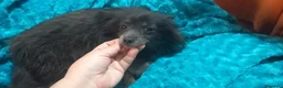Pomchi perros en venta: Pomchis preciosos toy  - Anuncio 3
