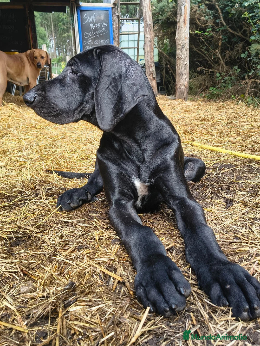 Raza Mixta perros en venta: 🐾 NUEVA CAMADA 2026 – GRAN CRESTADO - Anuncio 2