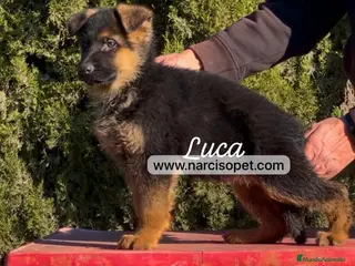 Pastor Alemán perros PASTOR ALEMAN MADRID en Asturias - Anuncio 19