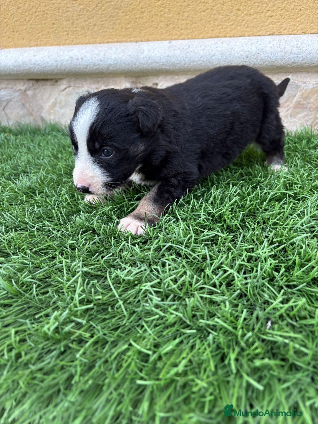 Border Collie perros en venta: Hembra de Border Collie preciosa  - Anuncio 3