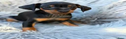 Pinscher Miniatura perros en venta: Pinscher miniatura macho💙🐾 - Anuncio 1