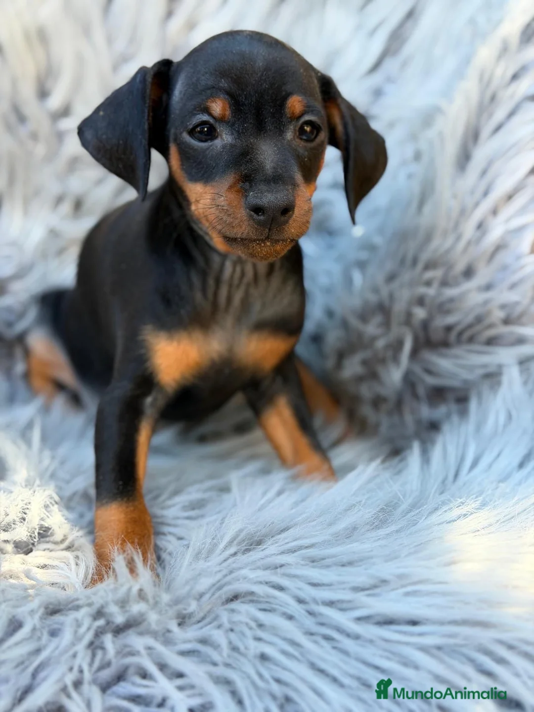 Pinscher Miniatura perros en venta: Pinscher miniatura macho💙🐾 - Anuncio 1