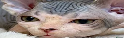 Sphynx gatos en venta: Preciosa gatita Sphynx lista para entregar  - Anuncio 2