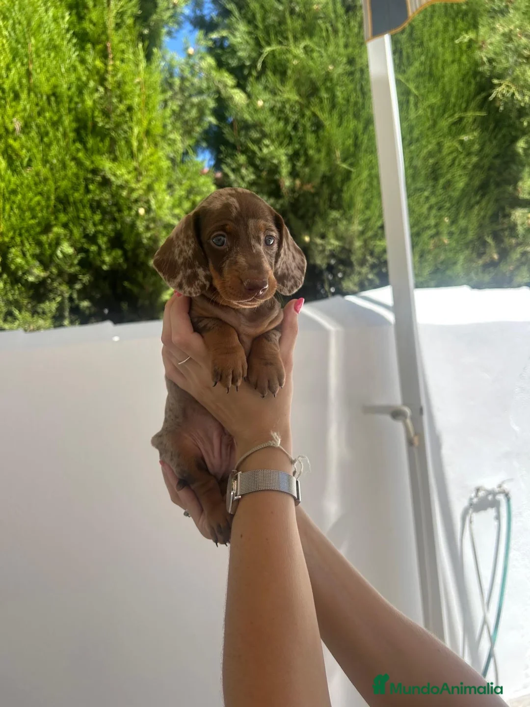 Teckel Miniatura perros en venta: teckel arlequin  - Anuncio 9