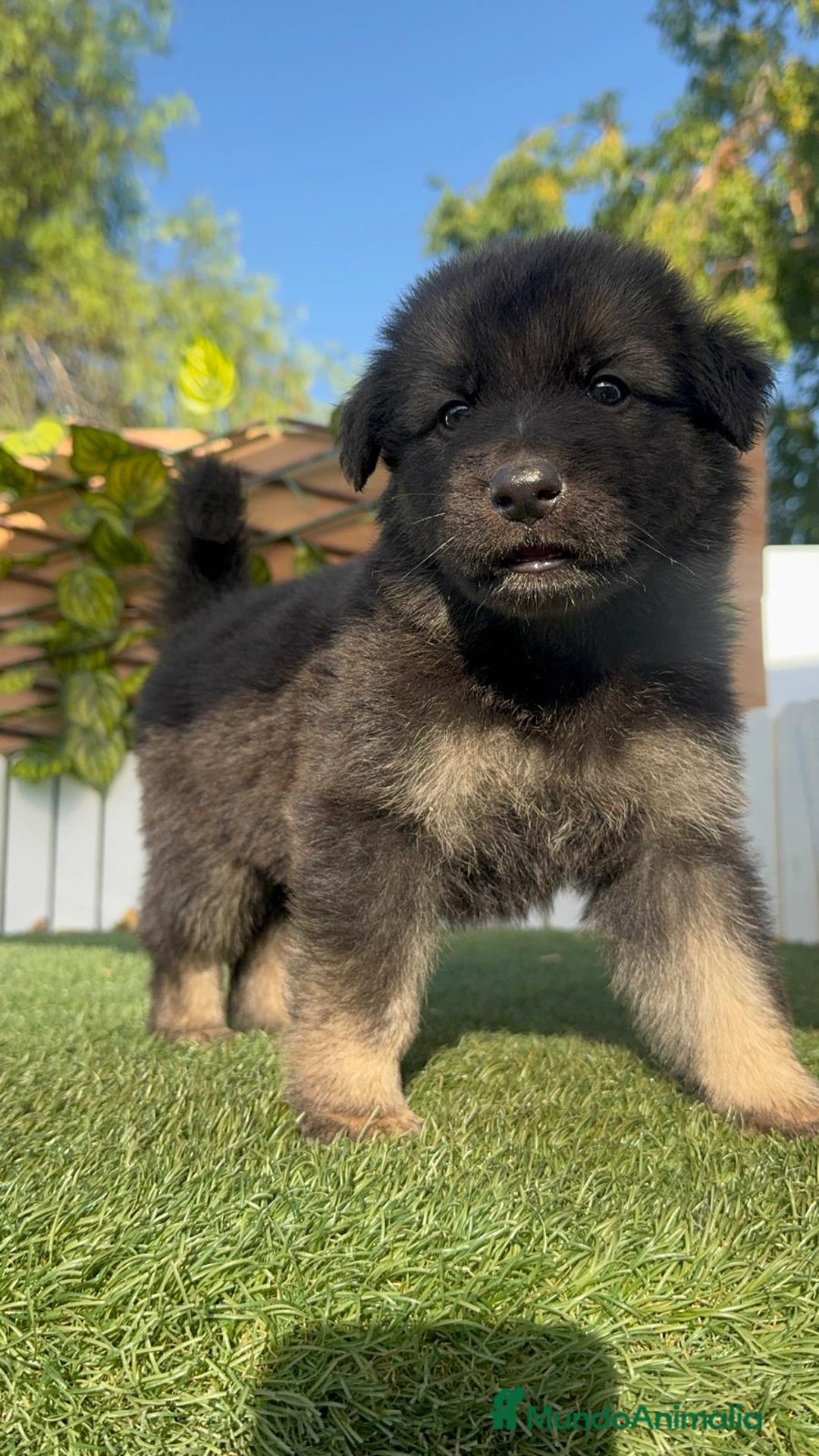 Pastor Alemán perros en venta: PASTOR ALEMAN - Imagen 18