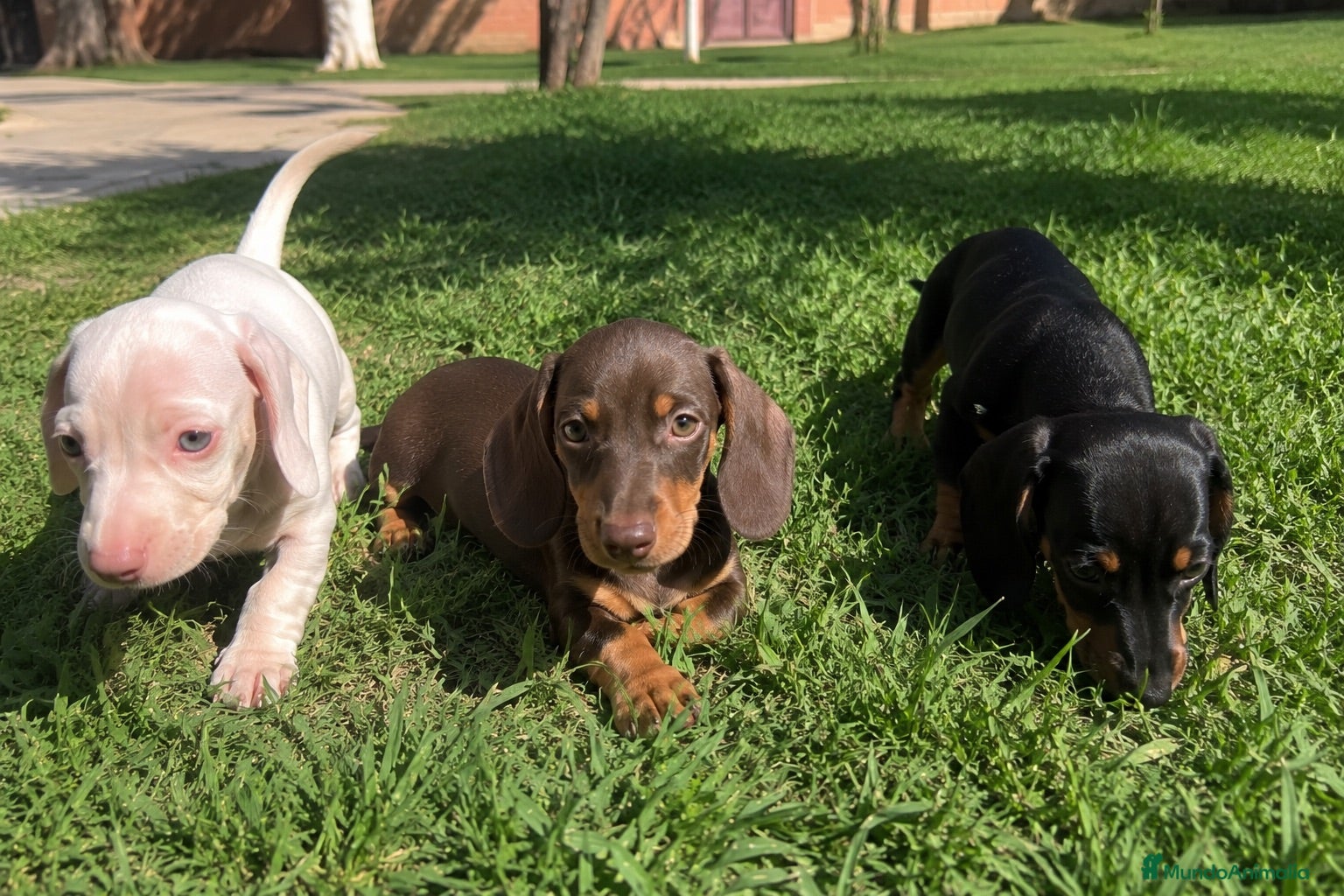 Teckel Miniatura perros TECKEL SEVILLA - ENTREGA - SIN PAGO POR ADELANTADO - Anuncio 4