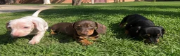 Teckel Miniatura perros en venta: TECKEL SEVILLA - ENTREGA - SIN PAGO POR ADELANTADO - Anuncio 1
