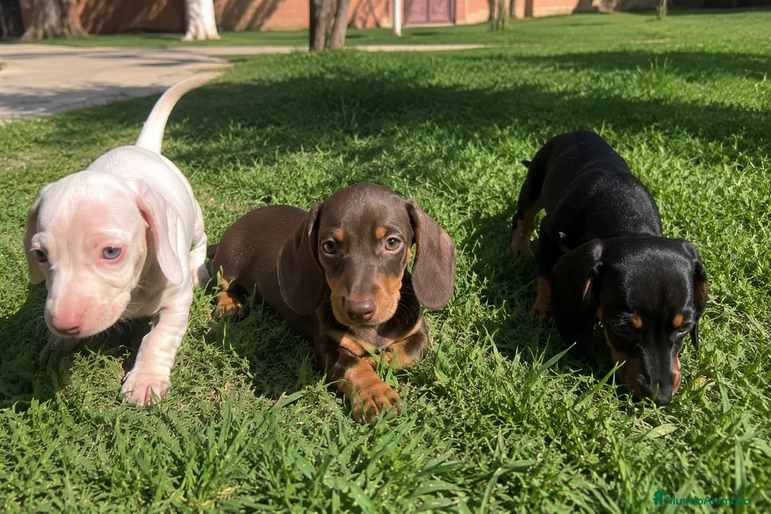 Teckel Miniatura perros en venta: TECKEL SEVILLA - ENTREGA - SIN PAGO POR ADELANTADO - Anuncio 1