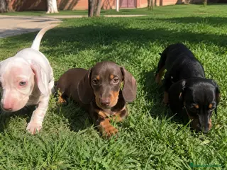 Teckel Miniatura perros TECKEL SEVILLA - ENTREGA - SIN PAGO POR ADELANTADO - Anuncio 1