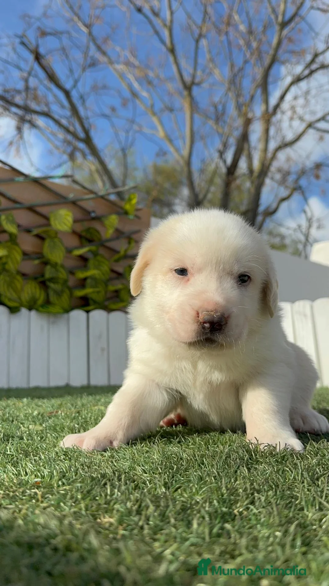 Mastín Español perros en venta: MASTIN ESPAÑOL - Anuncio 12