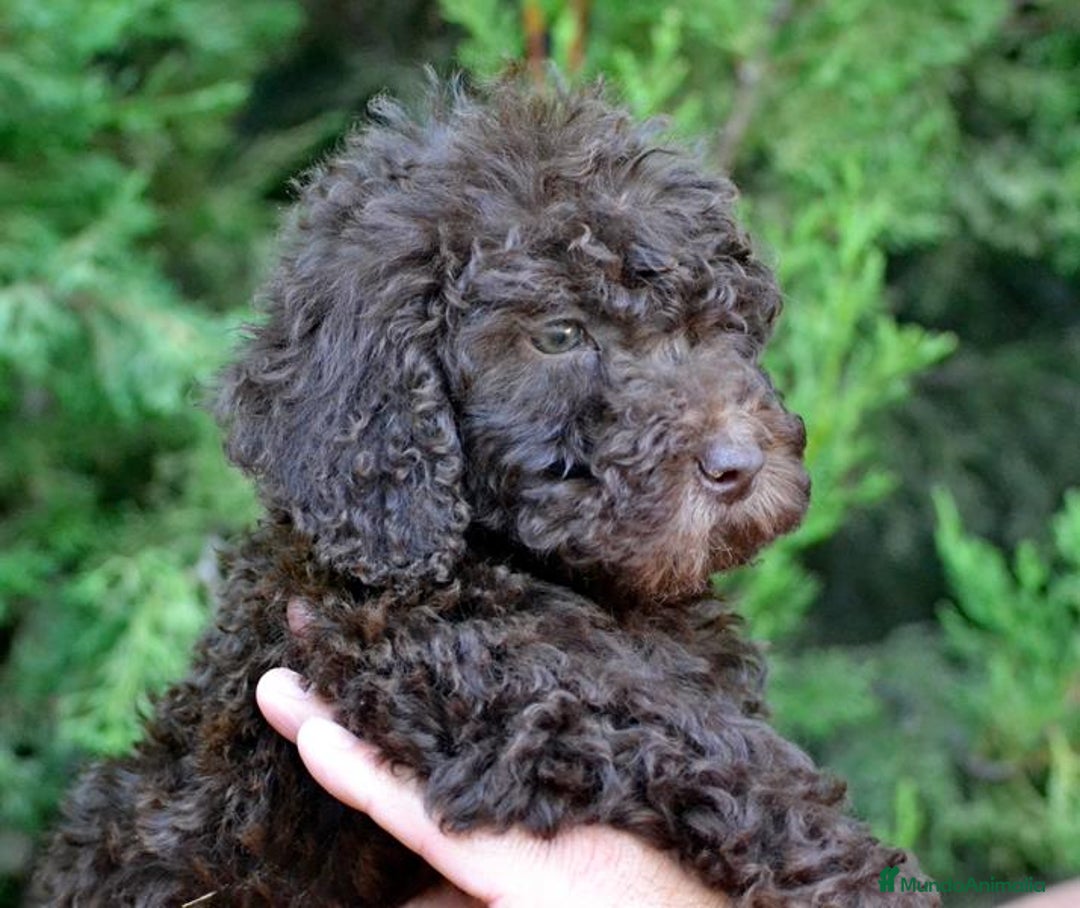 Perro de Agua Español perros en venta: Cachorros perro de agua español - Imagen 33