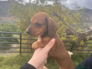 Teckel Miniatura perros Teckel mini rojo 🍂(última hembra) - Anuncio 2
