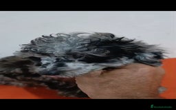 Caniche Toy perros en venta: Exclusivos caniche toy exóticos!!! - Imagen 6