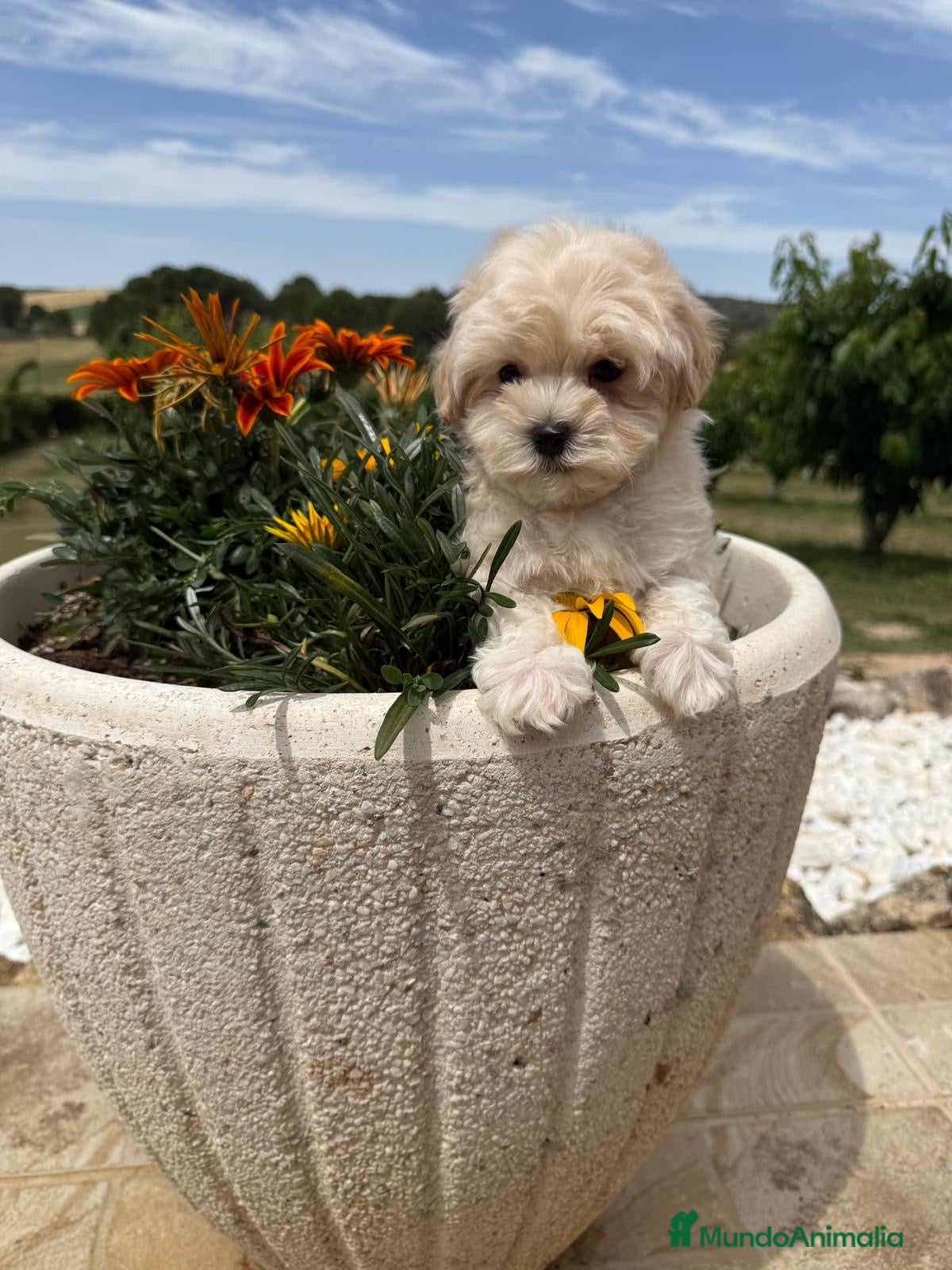 Maltipoo perros Maltipoo Macho disponible !!! - Anuncio 1