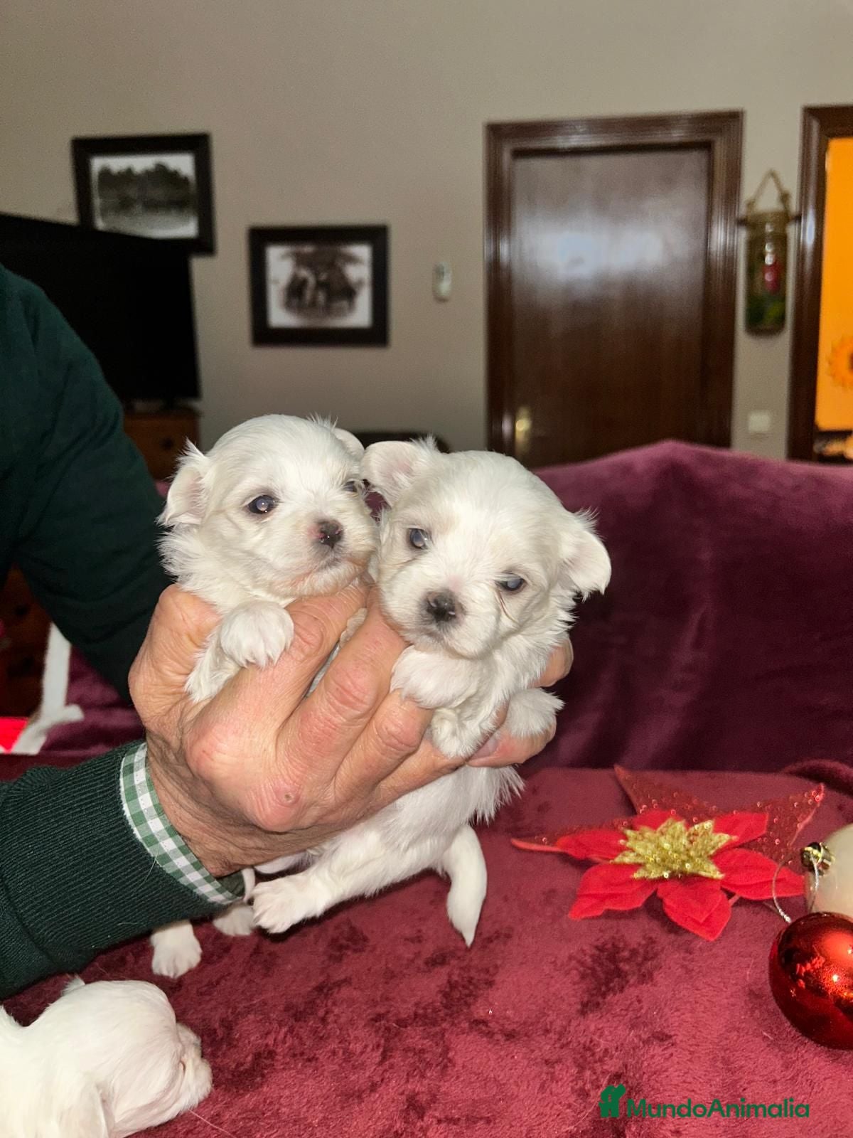 Bichón Maltés perros Bichón maltes linea americana  - Anuncio 3