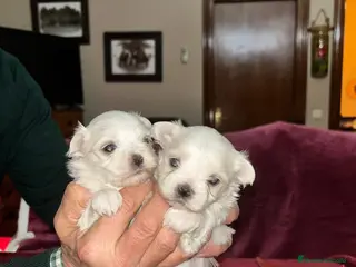 Bichón Maltés perros Bichón maltes linea americana - Anuncio 3