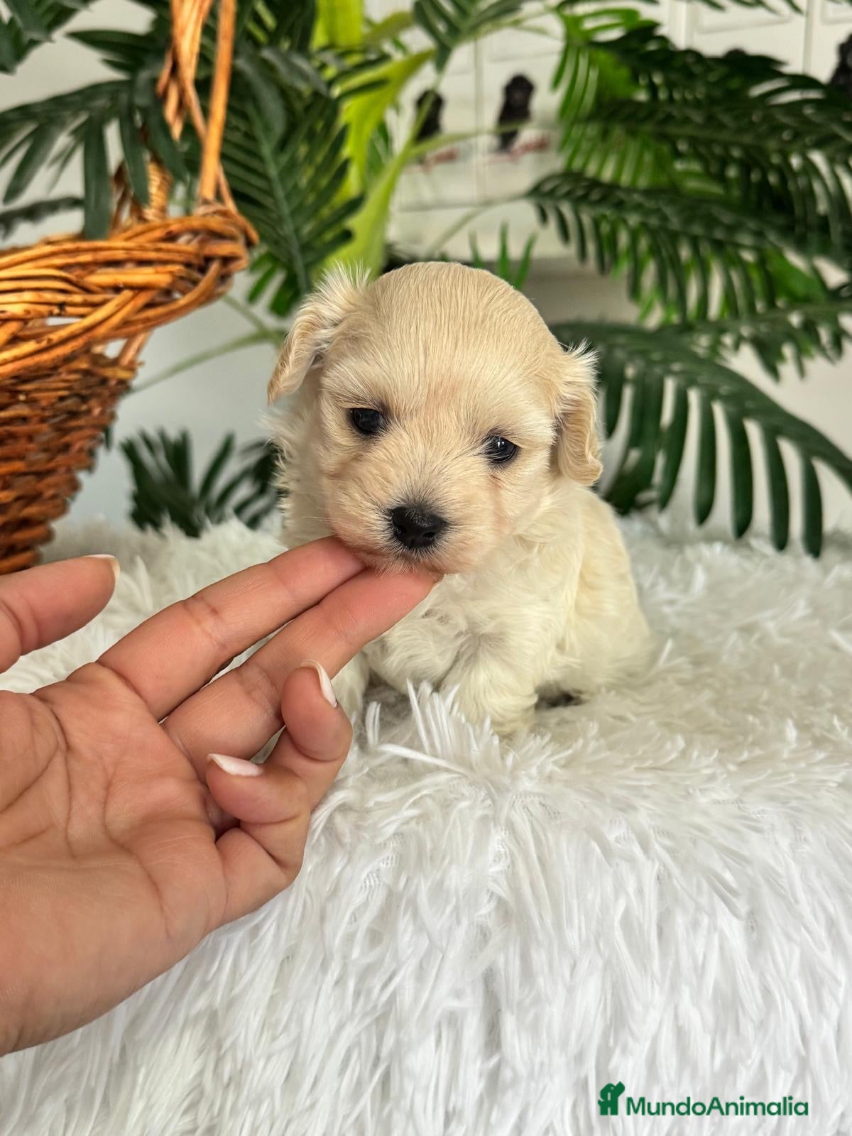 Maltipoo perros en venta: MALTIPOO HEMBRA - Anuncio 9